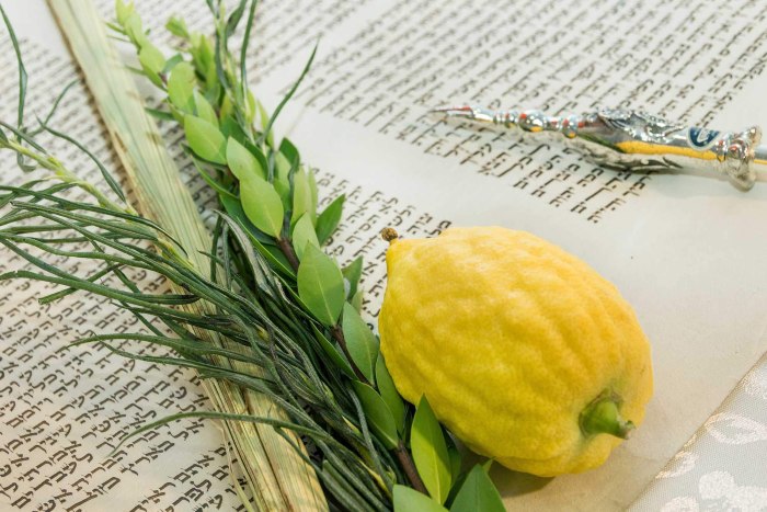 Cedrat ako dôležitá súčasť židovského sviatku Sukkot.