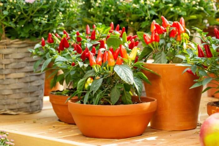 Balkónové chilli papričky v kvetináči.