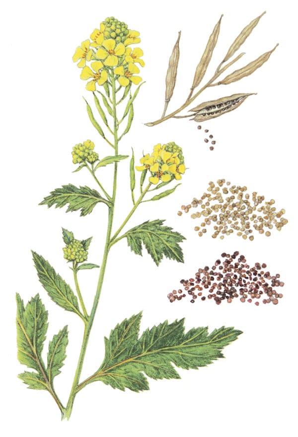 Nakreslená rastlina horčice siatej vrátane semienok a kvetov.