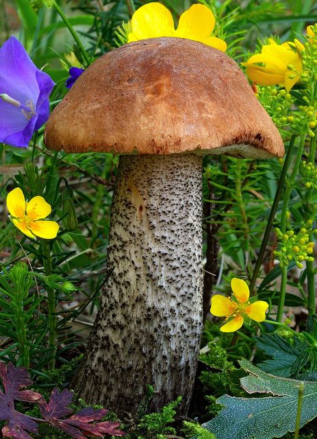 Vysoká a mohutná huba rastúca na svetlom mieste v lese.