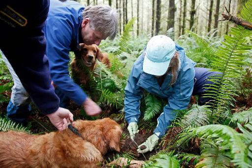 Psy a ľudia v lese hľadajúce huby.