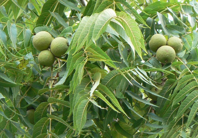 Listy a plody čierneho vlašského orecha