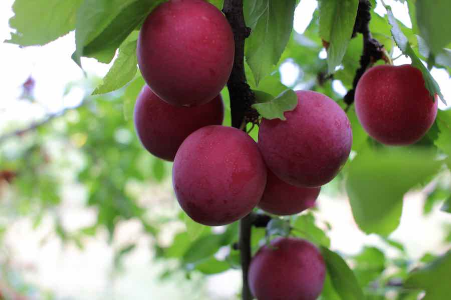 Plody slivky čerešňové na strome