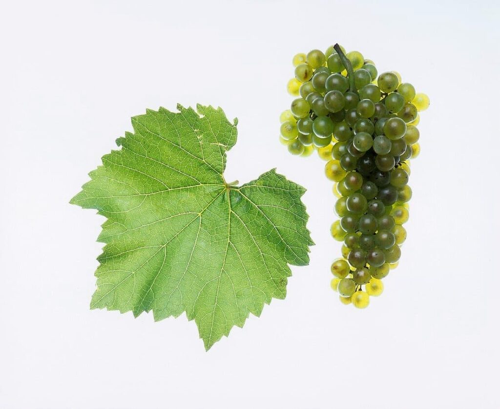 List a trs vínnej révy Chardonnay