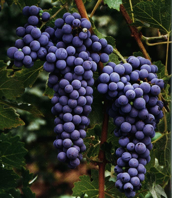 Trsy vínnej révy Syrah