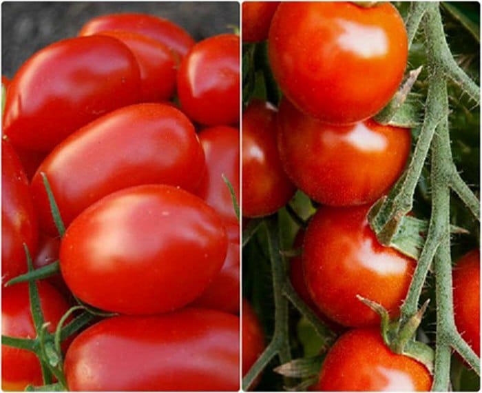 Porovnanie cherry paradajok a hroznových paradajok z hľadsika tvaru a veľkosti.