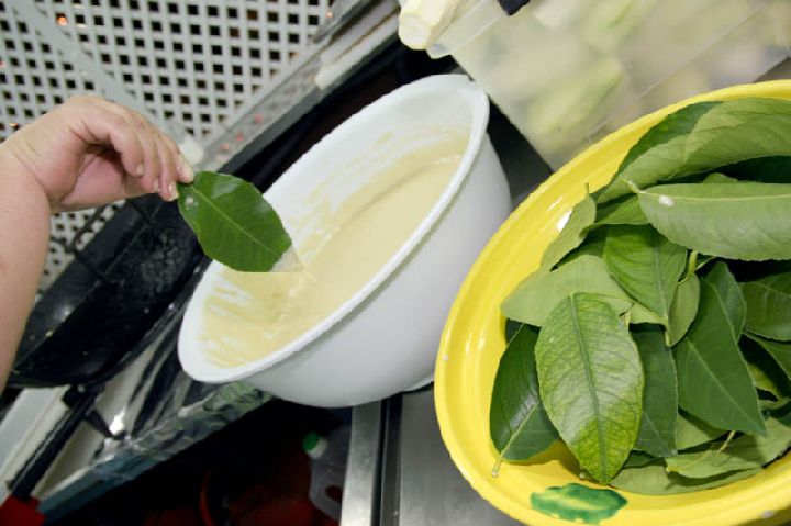 Ruka držiaca citrónový list, ktorý vkladá do misky s cestom, a vedľa položená miska plná citrónových listov.