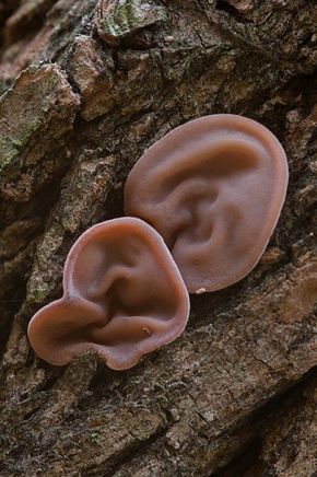 Huba čo vyzerá ako ľudské ucho rastúce zo stromu.