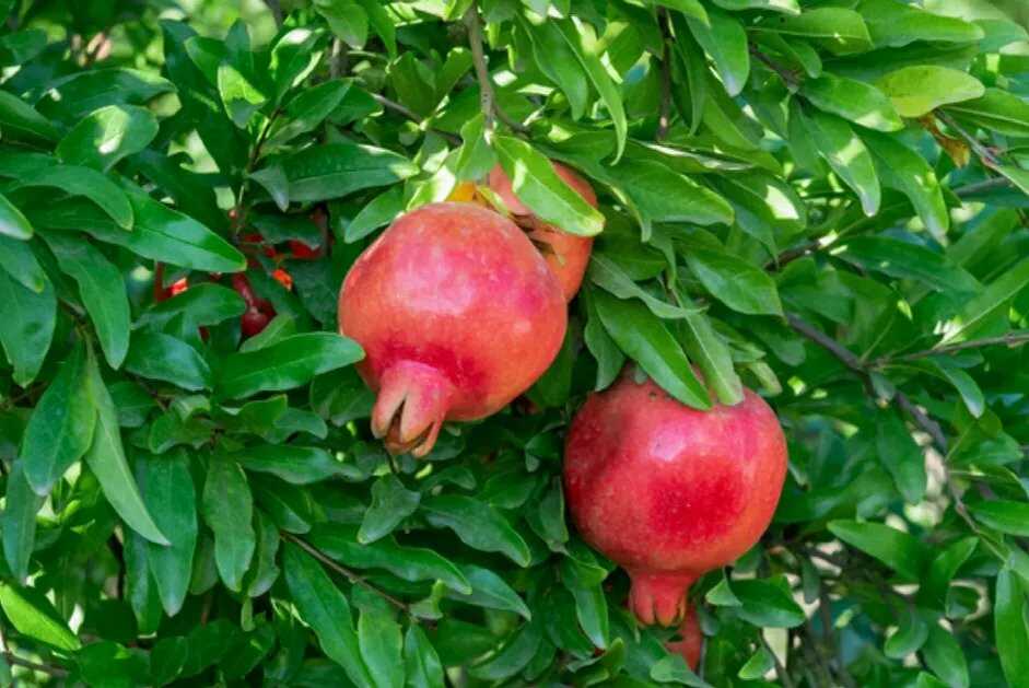Granátové jablká rastúce na strome.