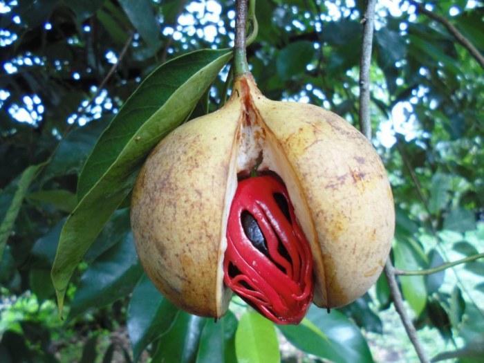 Plod muškátovníka vonného ukrývajúci muškátový oriešok aj kvet.