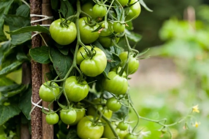 Nezrelé zelené paradajky ako zdroj jedovatej temanínu.
